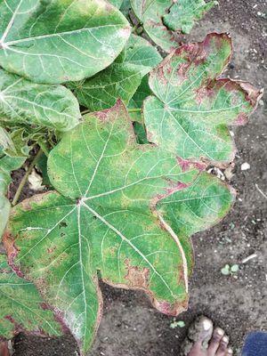 BEST QUALITY COTTON SEEDS AND PEST IN COTTON – www.