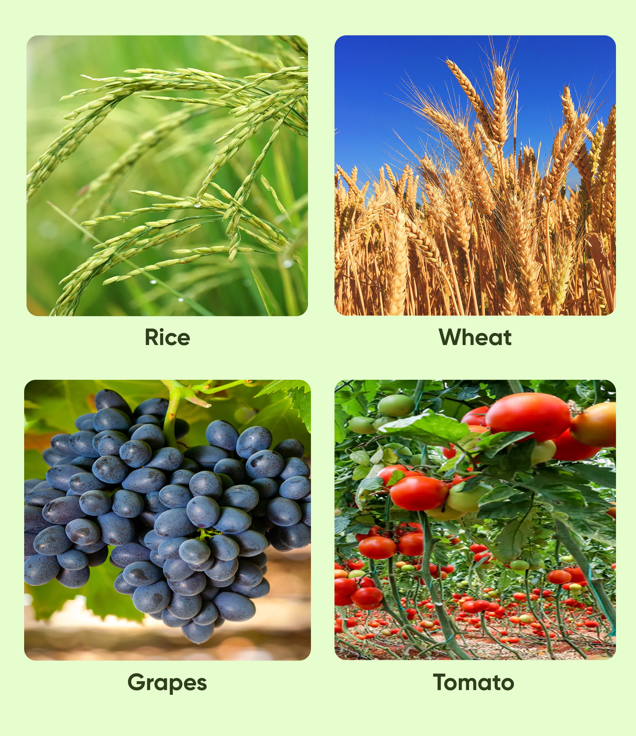 Amistar Fungicide Azoxystrobin 23% SC - Image 2