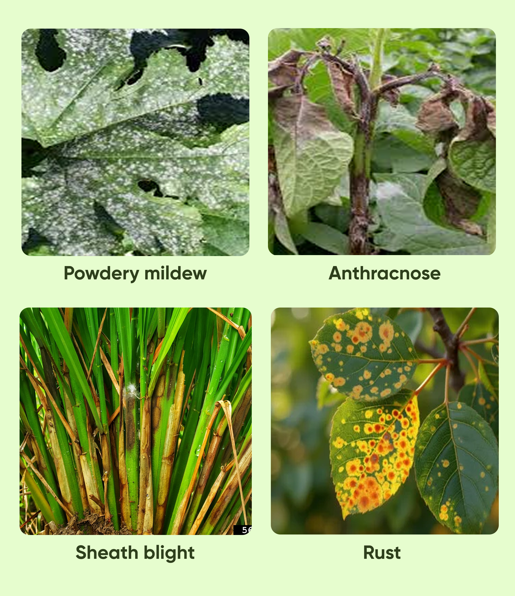 Amistar Fungicide Azoxystrobin 23% SC - Image 3