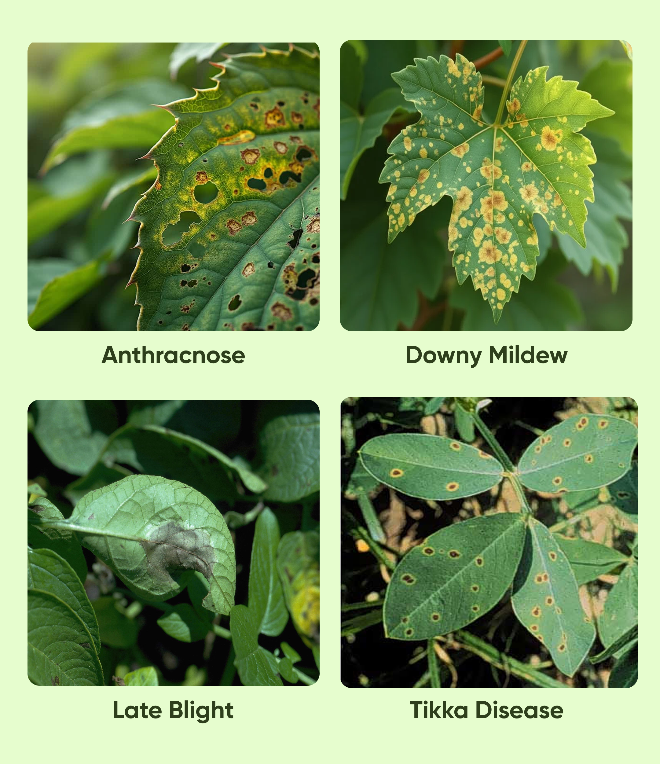 Cabrio Top Fungicide - Image 3