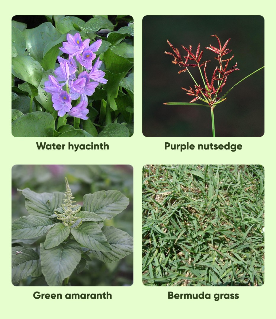 Crystal Topper‑77 Herbicide - Image 3