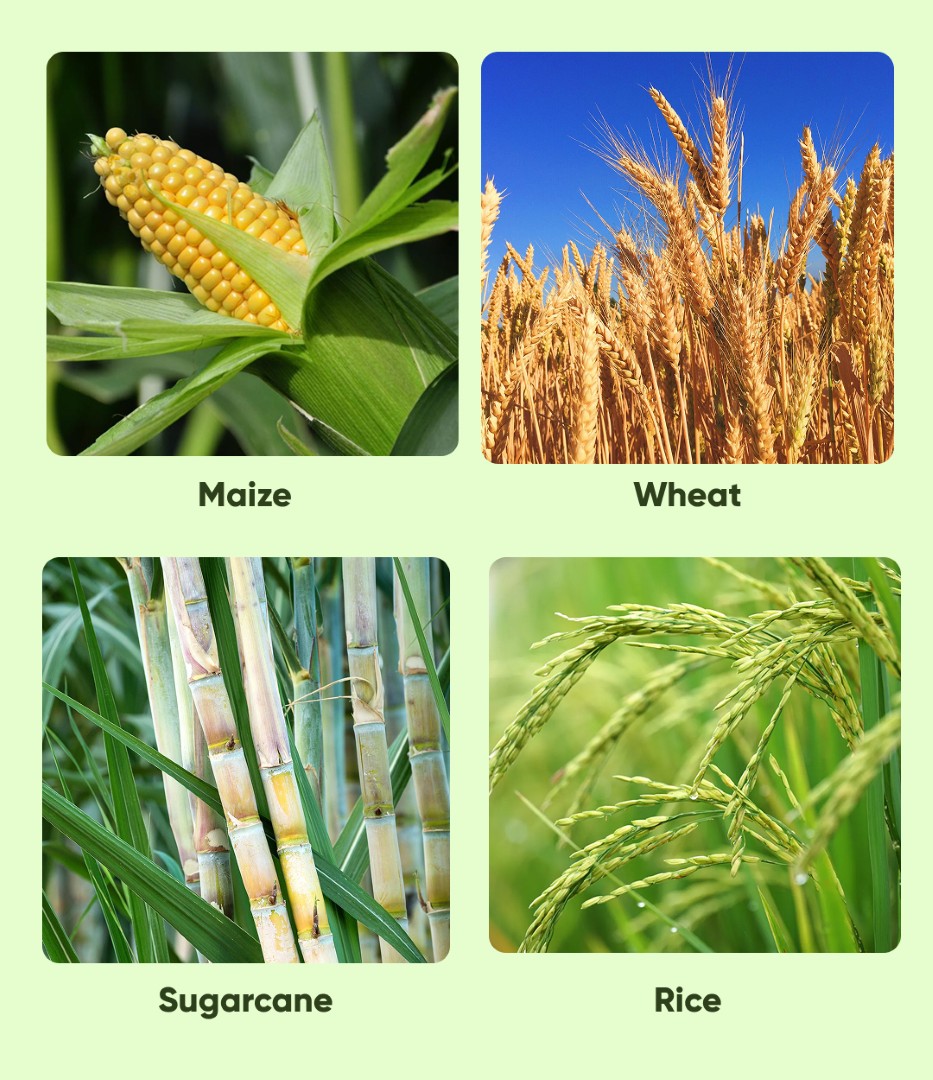 Crystal Topper‑77 Herbicide - Image 2