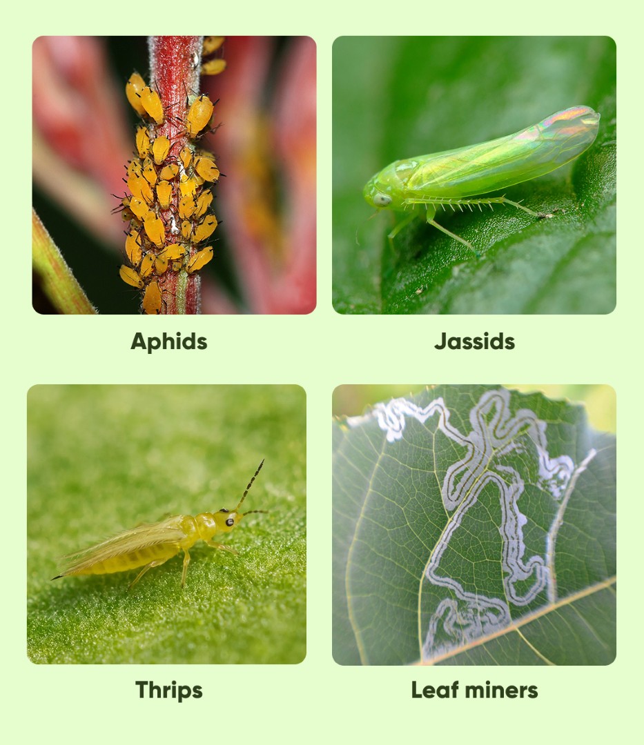 Rogor Insecticide - Image 2