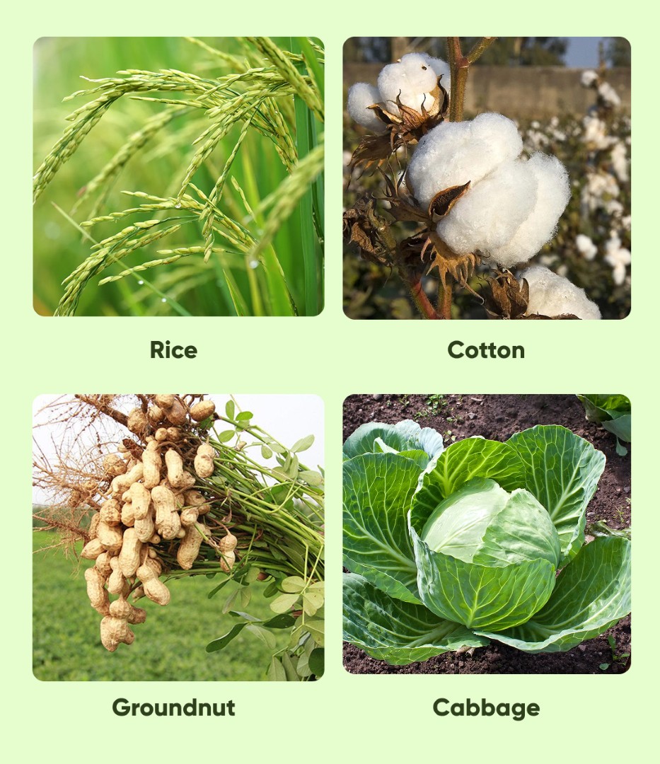 Rogor Insecticide - Image 3