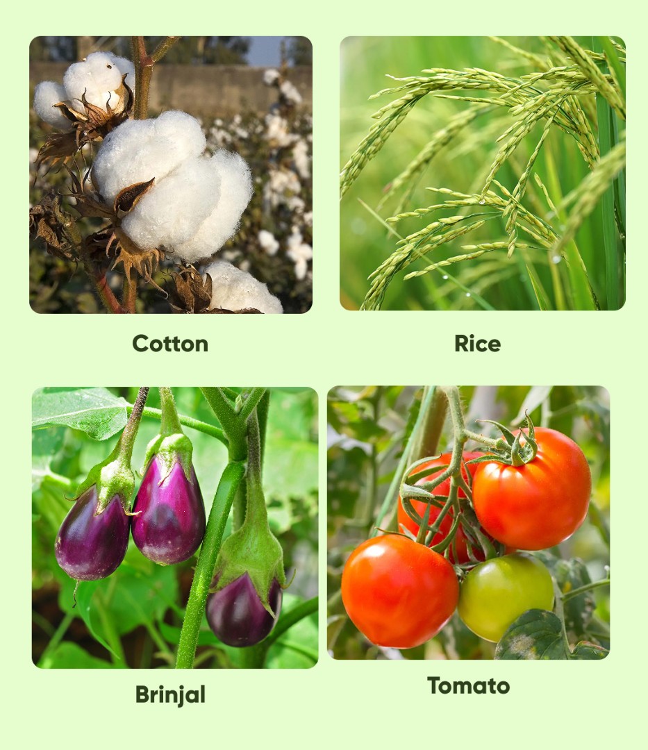 Asataf Insecticide Acephate - Image 3